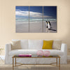 King Penguins at Volunteer Point on the Falkland Islands Multi Panel Canvas wall Art