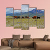 Herd of beautiful wild horses in the National Park Cotopaxi wall art