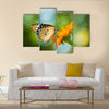 Orange butterfly on flower, Thailand Multi Panel Canvas Wall Art