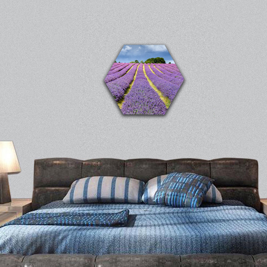 Lavender field in Banstead Surrey hexagonal canvas wall art
