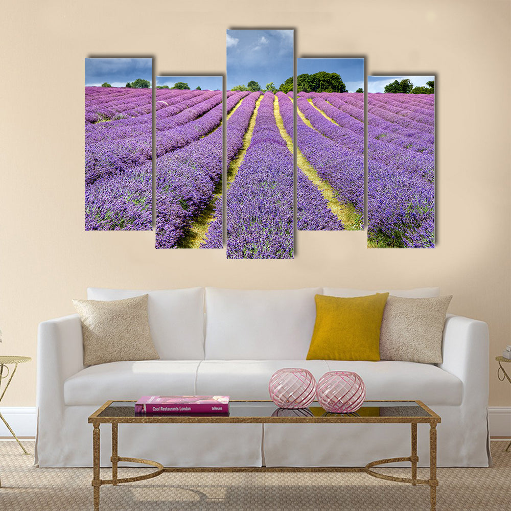 Lavender field in Banstead Surrey Multi panel canvas wall art