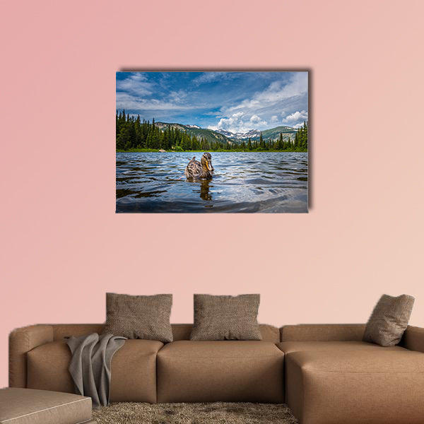 The Mallard Duck Female Lost Lake Colorado low angle multi panel canvas wall art