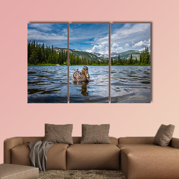 The Mallard Duck Female Lost Lake Colorado low angle multi panel canvas wall art