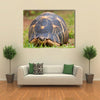 The radiated tortoise, endemic turtle from south of Madagascar Multi Panel Canvas Wall Art