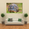 The radiated tortoise, endemic turtle from south of Madagascar Multi Panel Canvas Wall Art