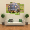 The radiated tortoise, endemic turtle from south of Madagascar Multi Panel Canvas Wall Art