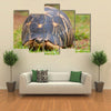 The radiated tortoise, endemic turtle from south of Madagascar Multi Panel Canvas Wall Art