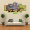 The radiated tortoise, endemic turtle from south of Madagascar Multi Panel Canvas Wall Art