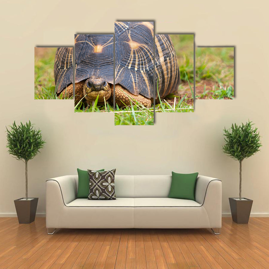 The radiated tortoise, endemic turtle from south of Madagascar Multi Panel Canvas Wall Art