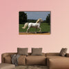 Pride runs the horse across the riding arena multi panel canvas wall art