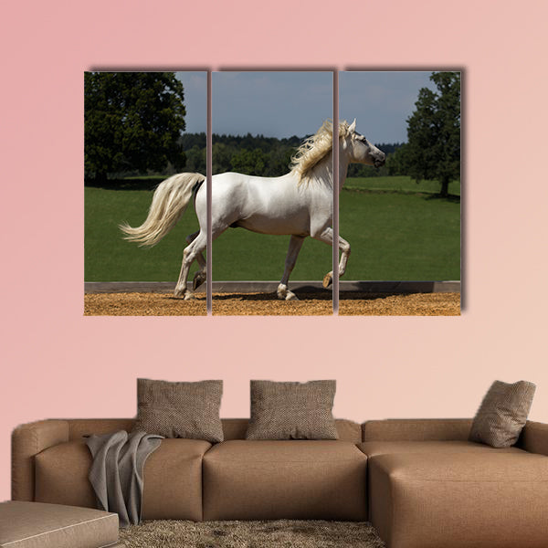 Pride runs the horse across the riding arena multi panel canvas wall art