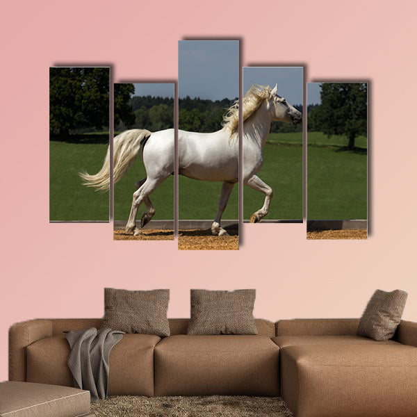 Pride runs the horse across the riding arena multi panel canvas wall art