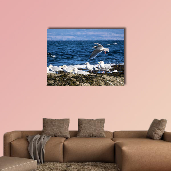 Herd of Seagulls sitting on a rocky shore. Picture taken in Helliwell wall art