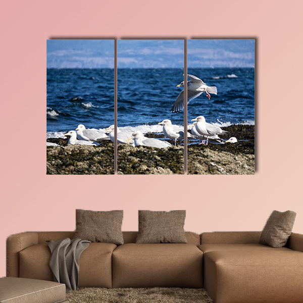 Herd of Seagulls sitting on a rocky shore. Picture taken in Helliwell wall art