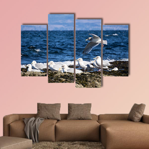 Herd of Seagulls sitting on a rocky shore. Picture taken in Helliwell wall art