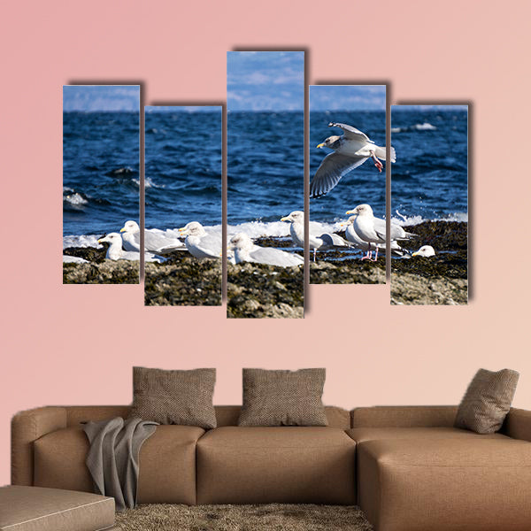 Herd of Seagulls sitting on a rocky shore. Picture taken in Helliwell wall art