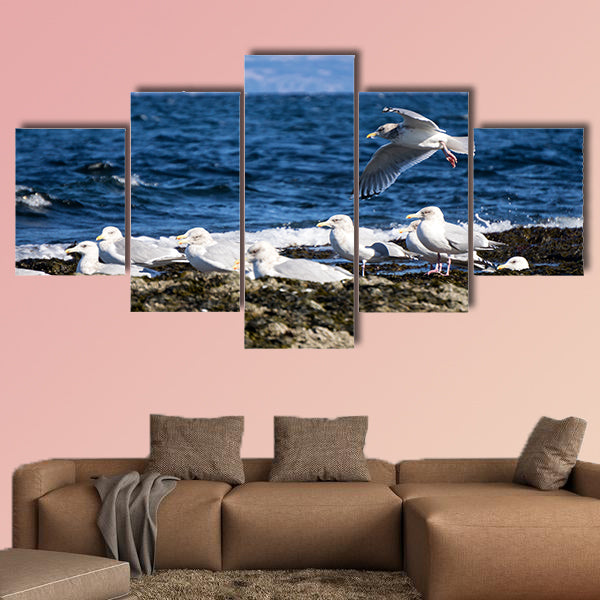 Herd of Seagulls sitting on a rocky shore. Picture taken in Helliwell wall art