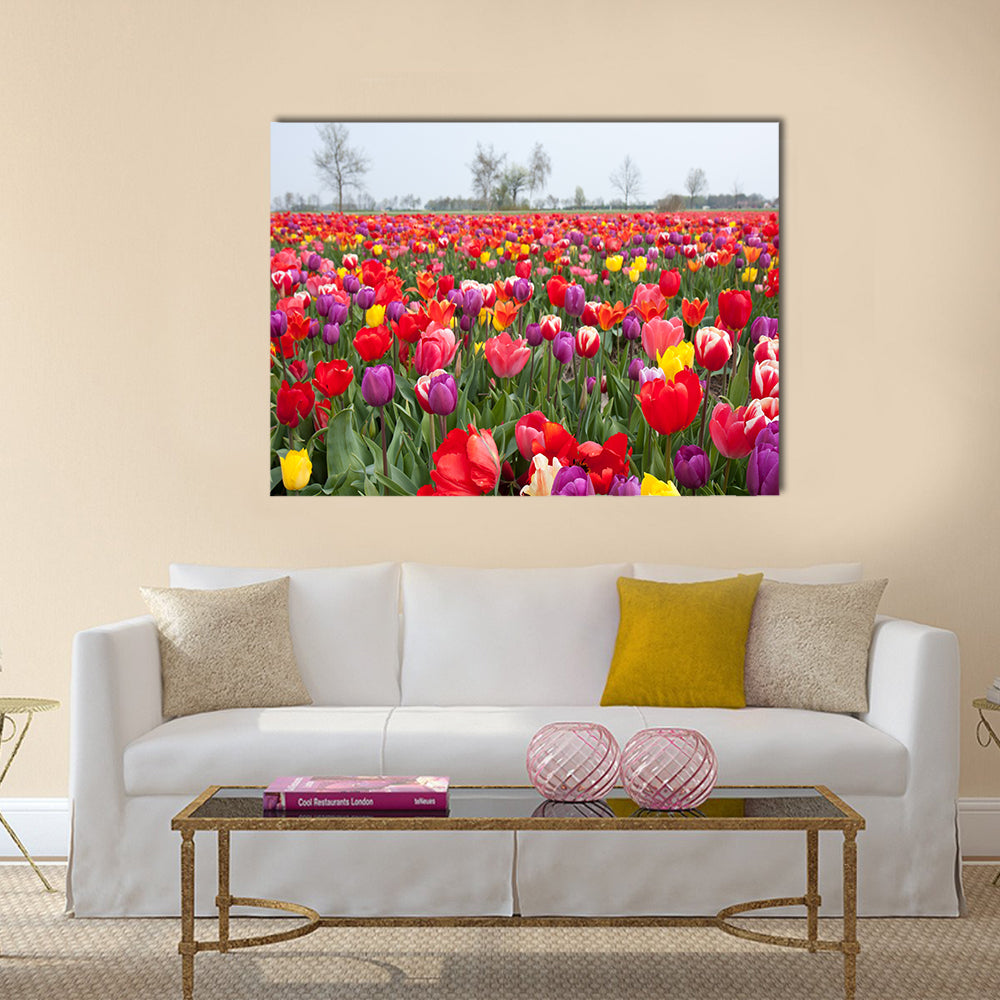 Many beautiful coloured tulips in the Netherlands Multi Panel Canvas Wall Art