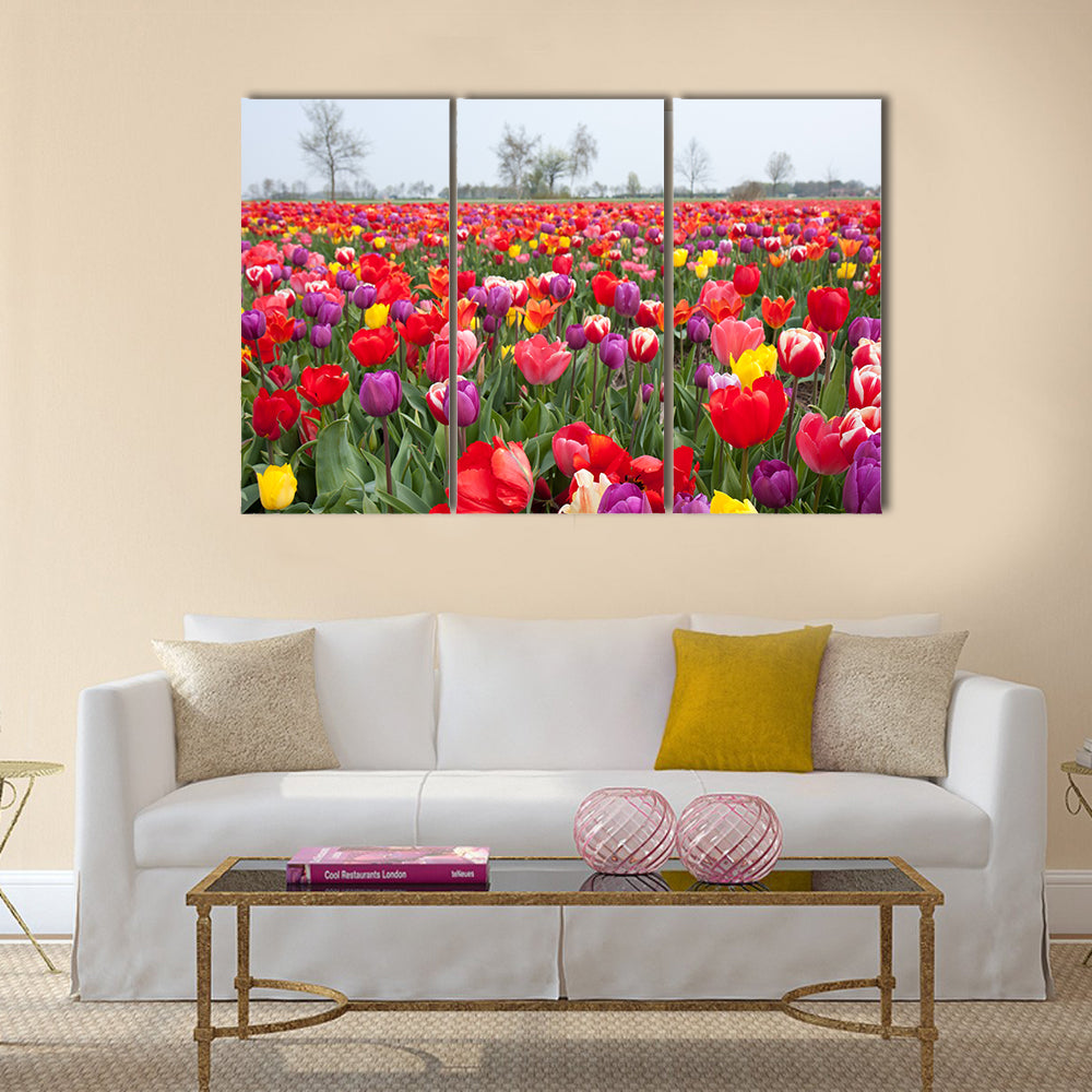 Many beautiful coloured tulips in the Netherlands Multi Panel Canvas Wall Art