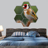 Goldfinch perches on teasel hexagonal canvas wall art