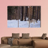 Siberian Husky walks in the winter forest Multi panel canvas wall art