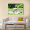 The nubian ibex is a specie of goat Multi Panel Canvas Wall art