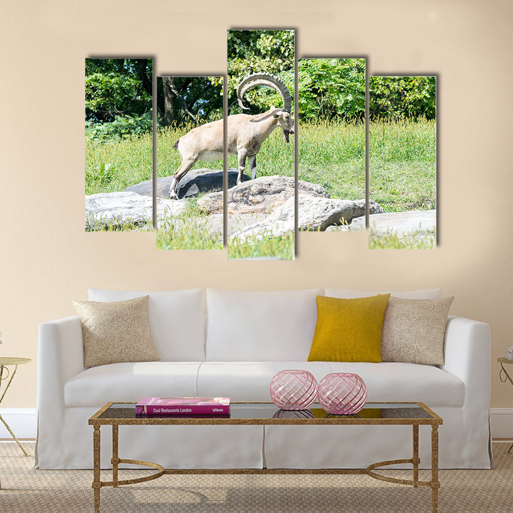 The nubian ibex is a specie of goat Multi Panel Canvas Wall art