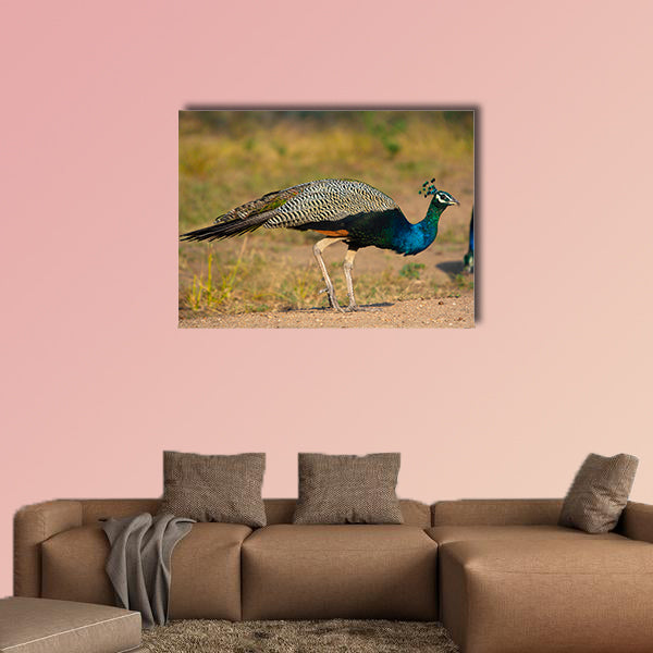 Indian peafowl, blue peafowl, Karnataka India Multi panel canvas wall art