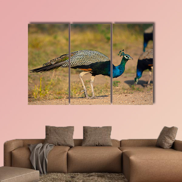 Indian peafowl, blue peafowl, Karnataka India Multi panel canvas wall art