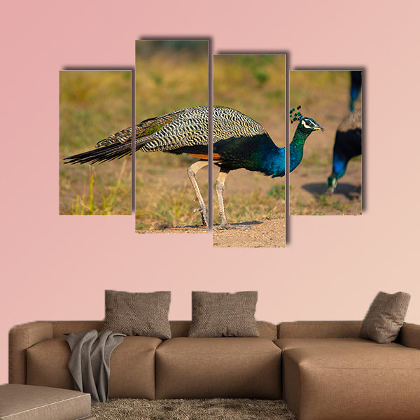Indian peafowl, blue peafowl, Karnataka India Multi panel canvas wall art