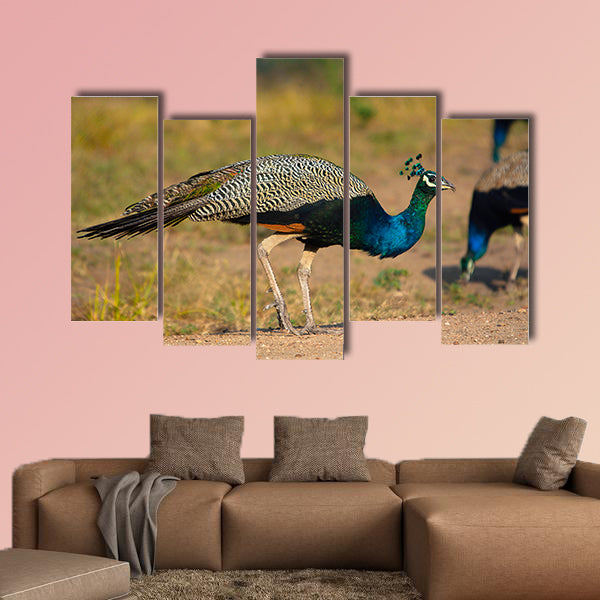 Indian peafowl, blue peafowl, Karnataka India Multi panel canvas wall art