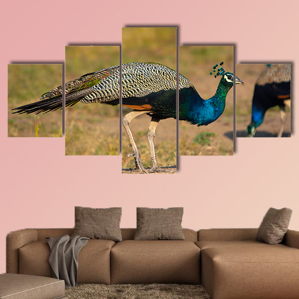 Indian peafowl, blue peafowl, Karnataka India Multi panel canvas wall art