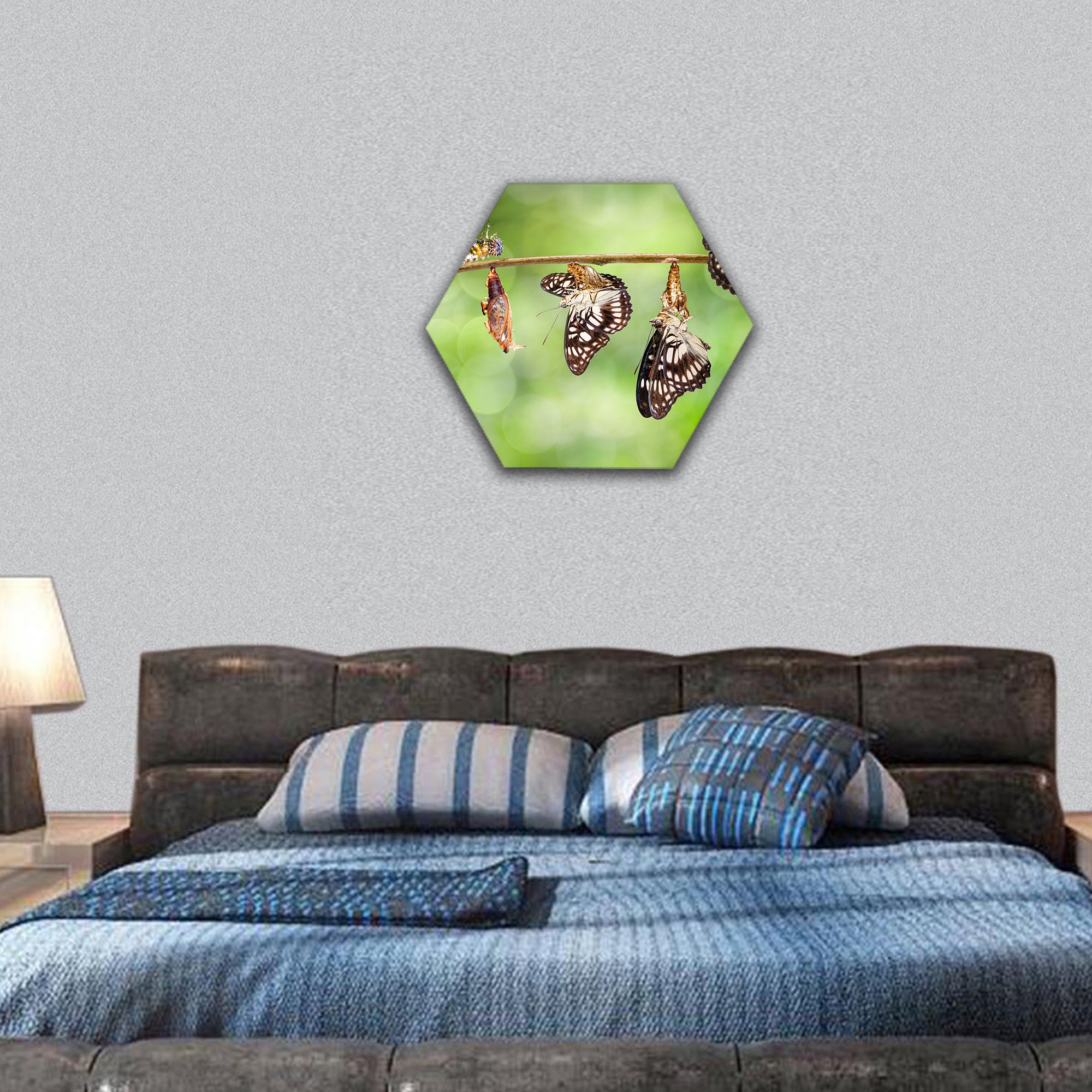 butterfly from caterpillar , pupa and with shell hexagonal canvas wall art