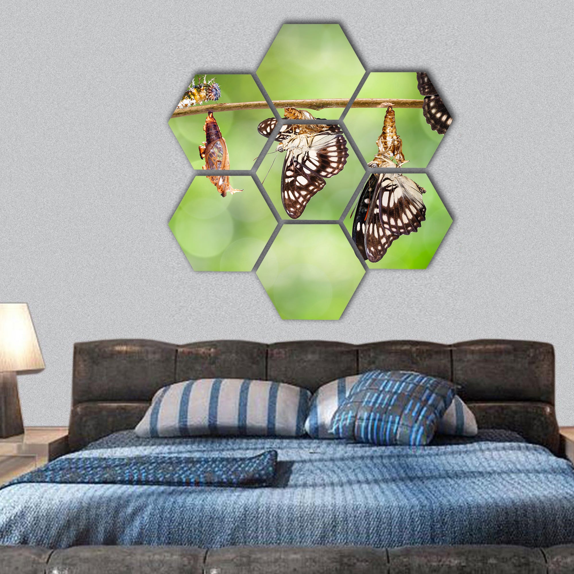 butterfly from caterpillar , pupa and with shell hexagonal canvas wall art