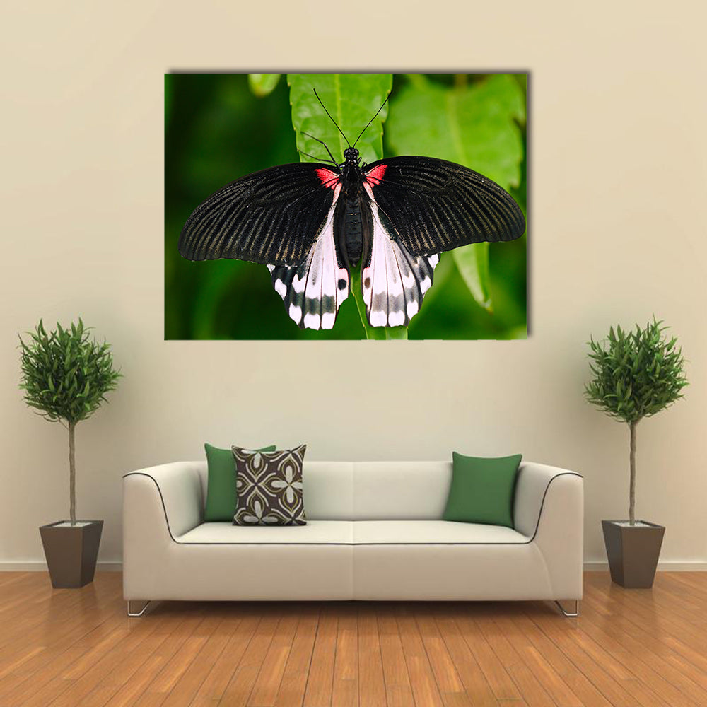 Beautiful butterfly from Borneo Multi Panel Canvas Wall Art