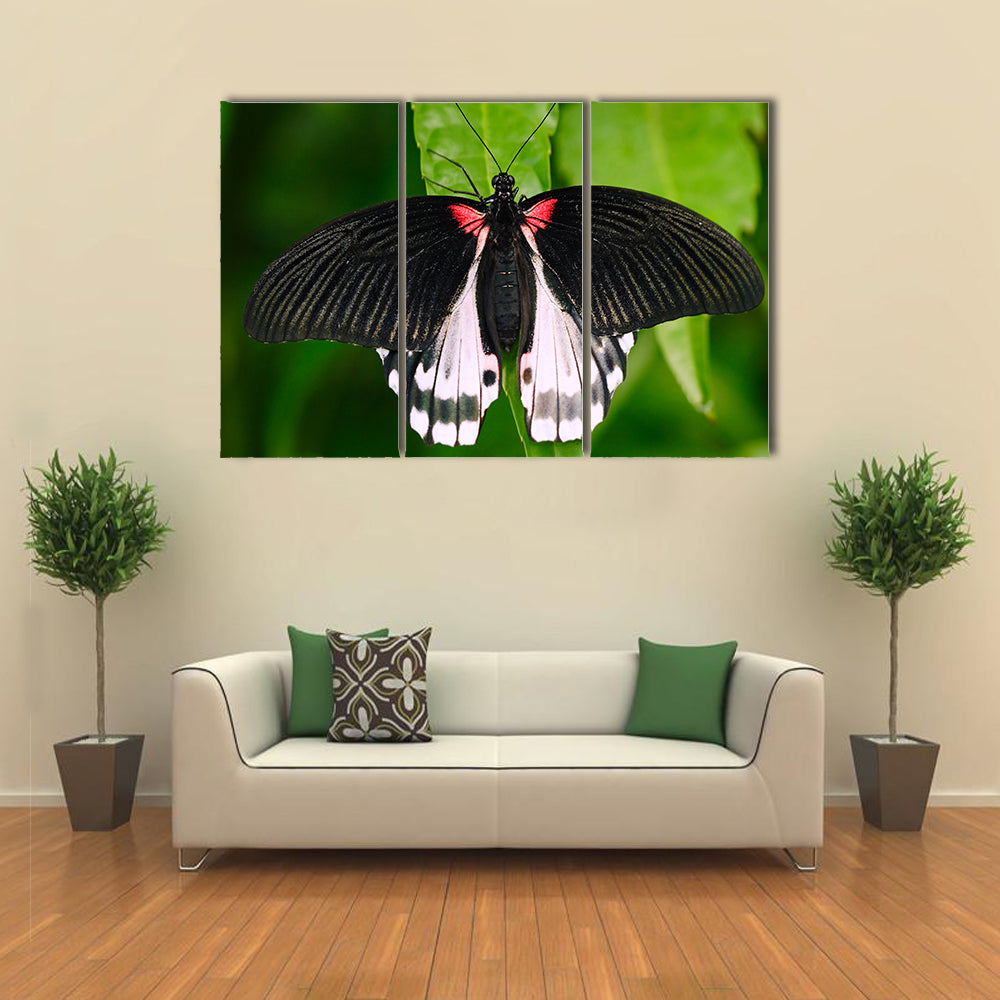Beautiful butterfly from Borneo Multi Panel Canvas Wall Art