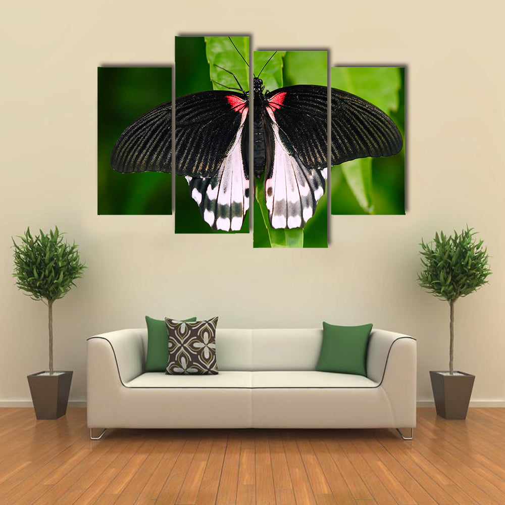 Beautiful butterfly from Borneo Multi Panel Canvas Wall Art