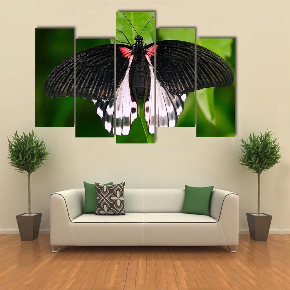Beautiful butterfly from Borneo Multi Panel Canvas Wall Art