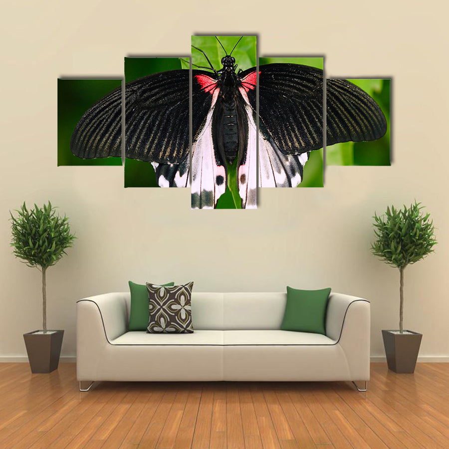 Beautiful butterfly from Borneo Multi Panel Canvas Wall Art