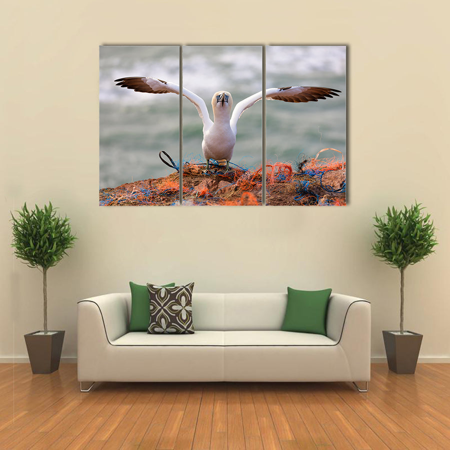 Northern Gannet Multi Panel Canvas Wall Art