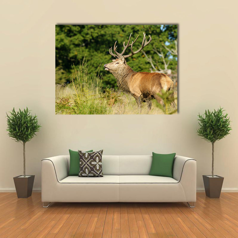 Rut time, Red Deer, Deer, Cervus elaphus Multi Panel Canvas Wall Art
