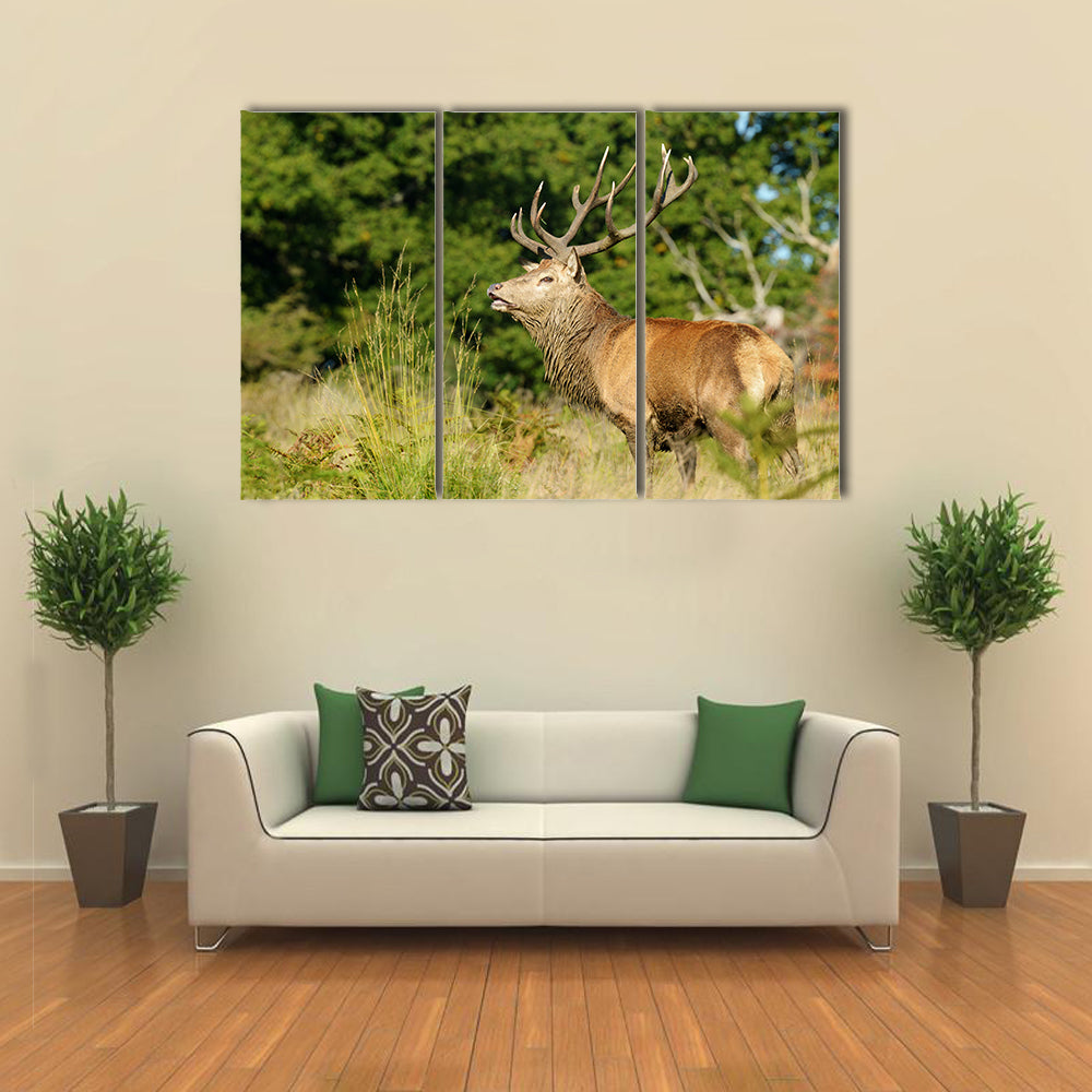 Rut time, Red Deer, Deer, Cervus elaphus Multi Panel Canvas Wall Art