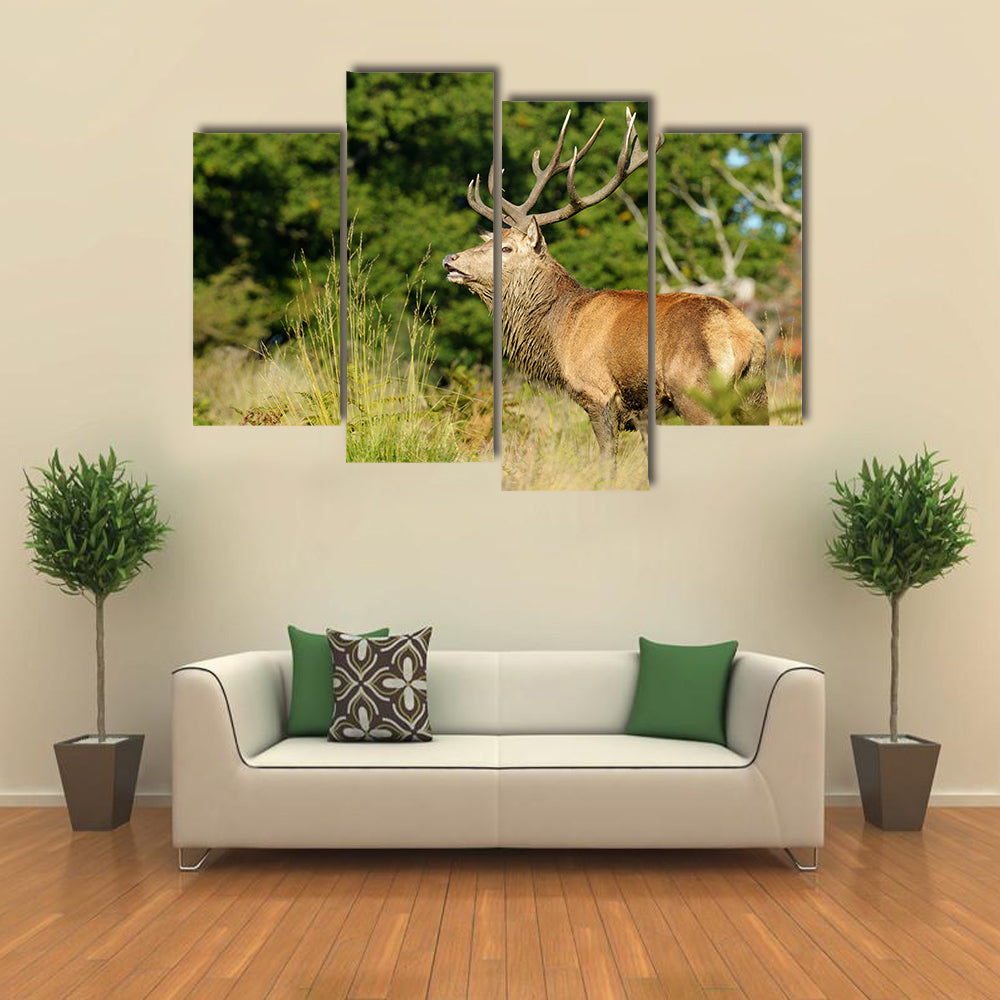 Rut time, Red Deer, Deer, Cervus elaphus Multi Panel Canvas Wall Art