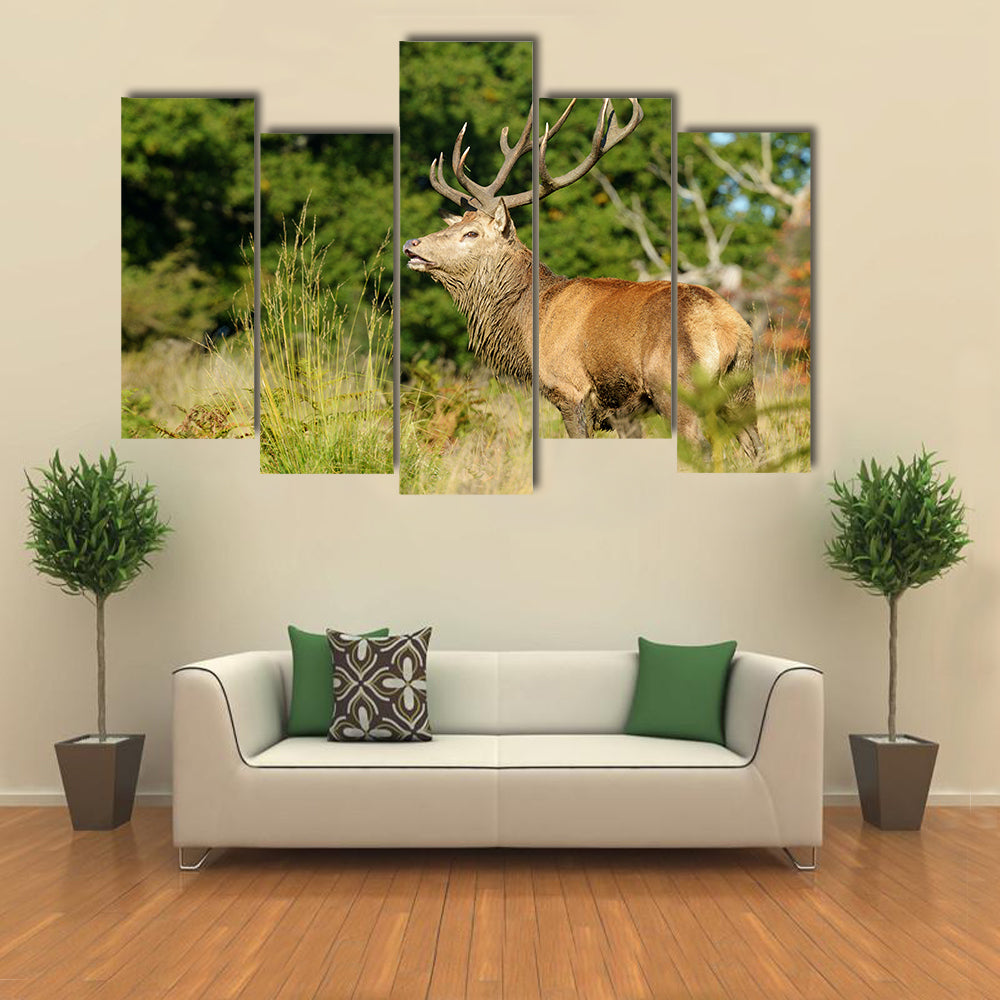Rut time, Red Deer, Deer, Cervus elaphus Multi Panel Canvas Wall Art