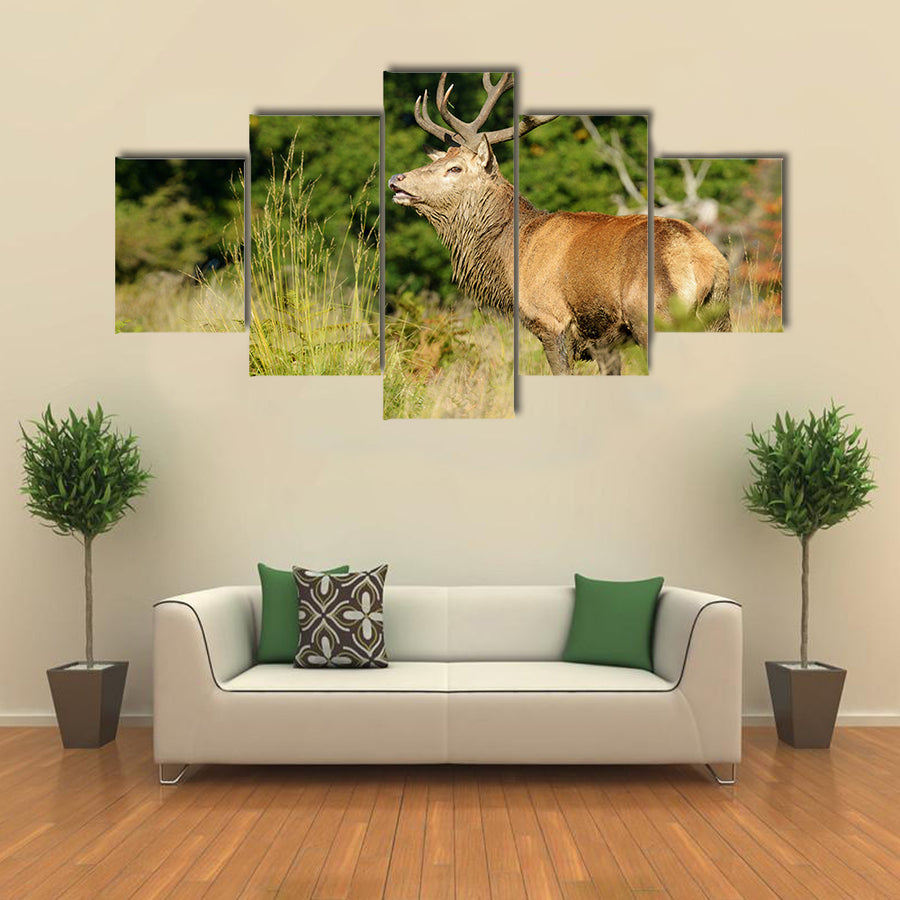 Rut time, Red Deer, Deer, Cervus elaphus Multi Panel Canvas Wall Art